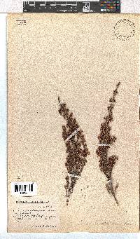 Erica zwartbergensis image