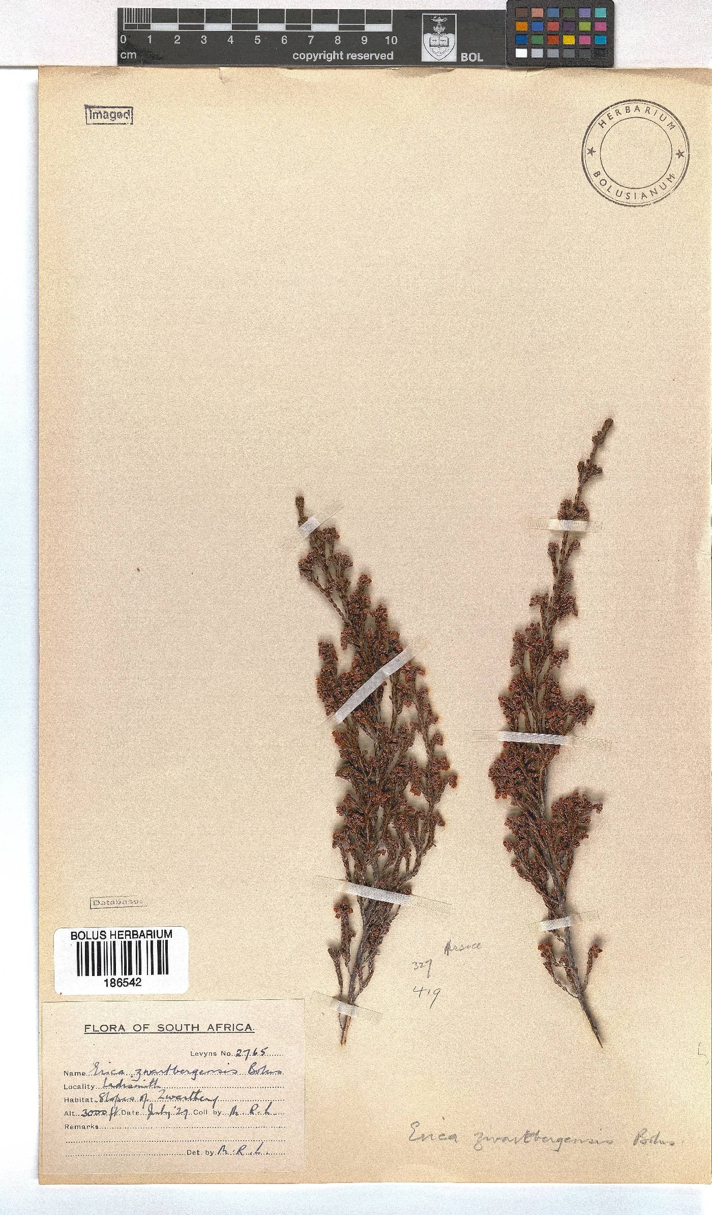 Erica zwartbergensis image