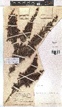 Erica magistrati image