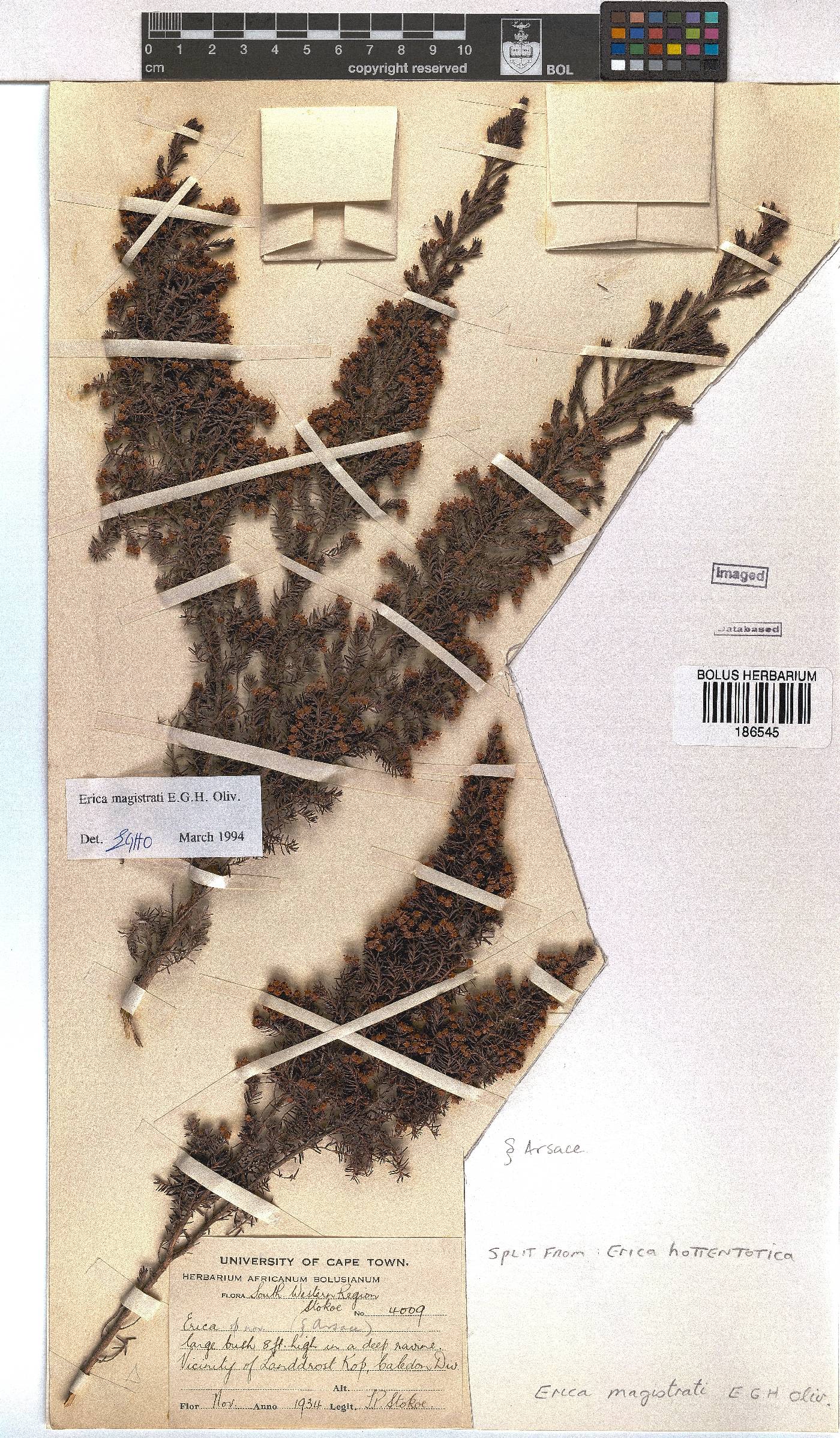 Erica magistrati image