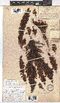 Erica magistrati image