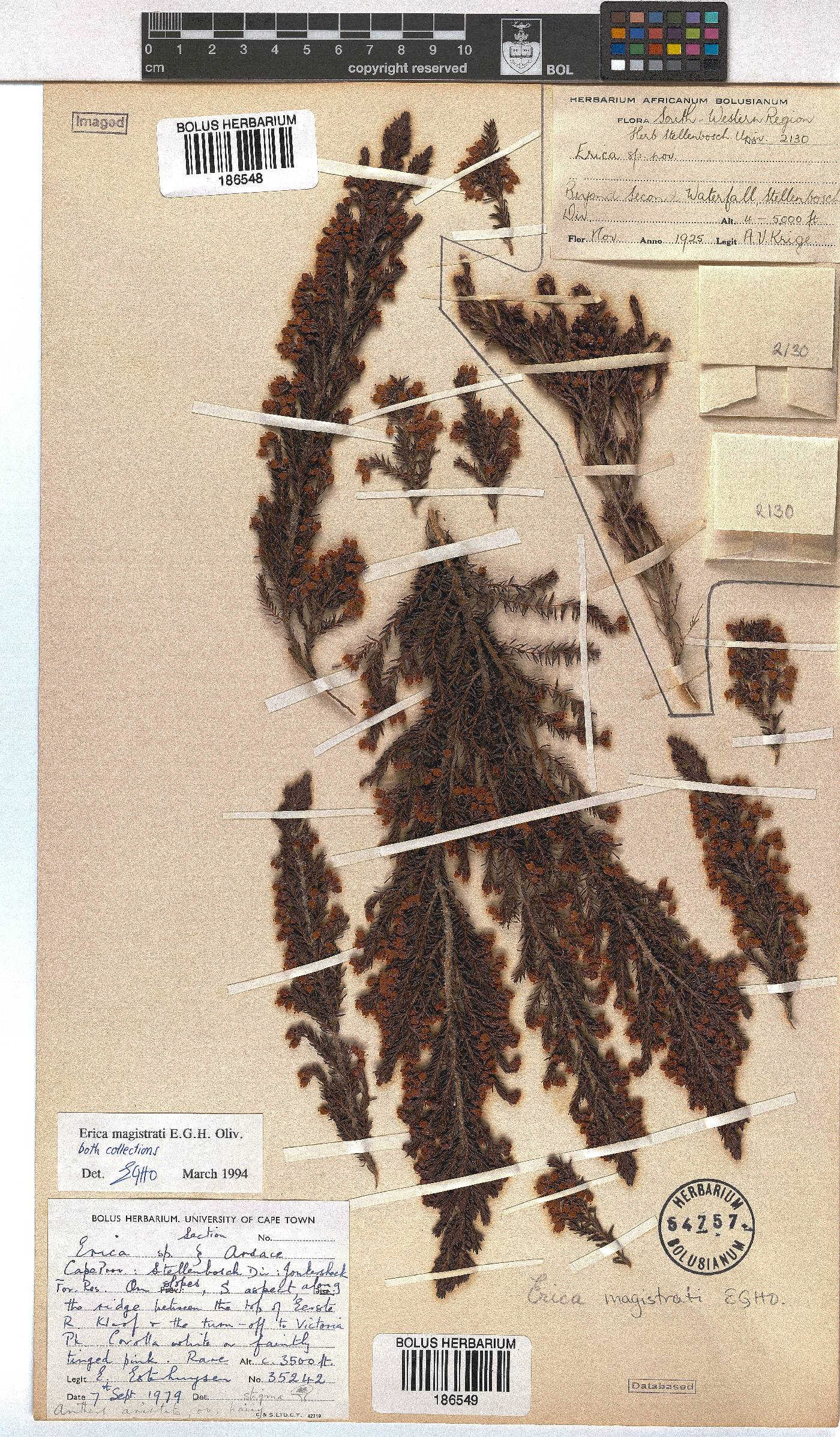 Erica magistrati image