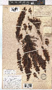 Erica magistrati image