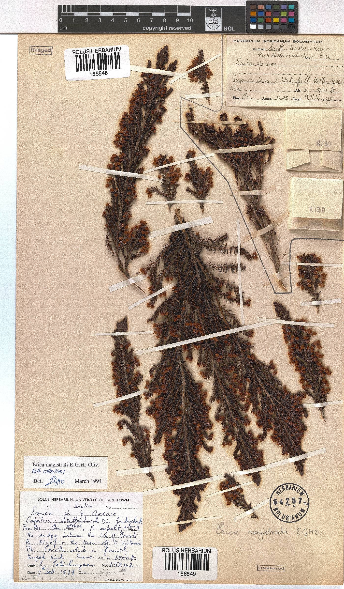 Erica magistrati image