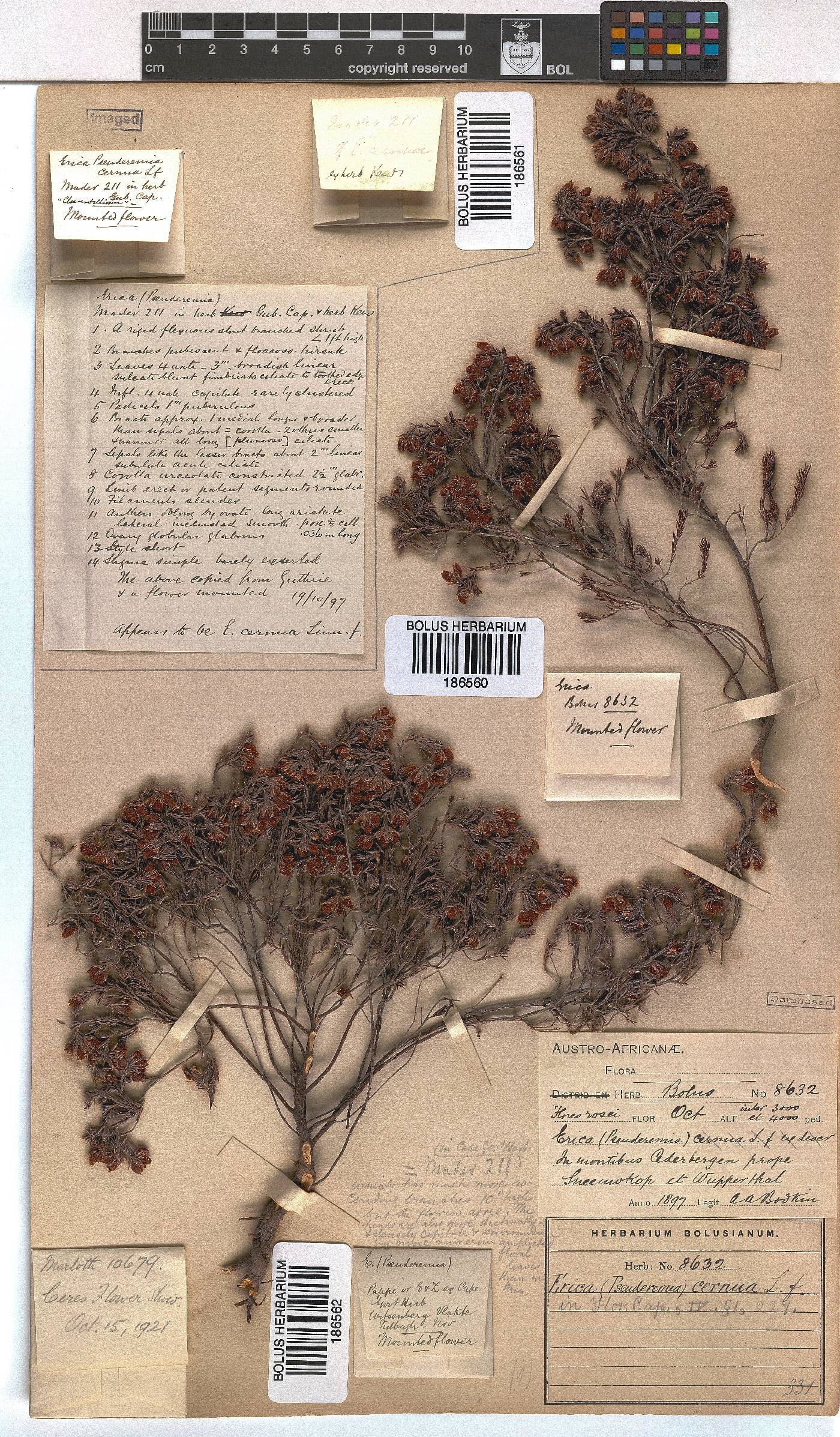 Erica cernua image