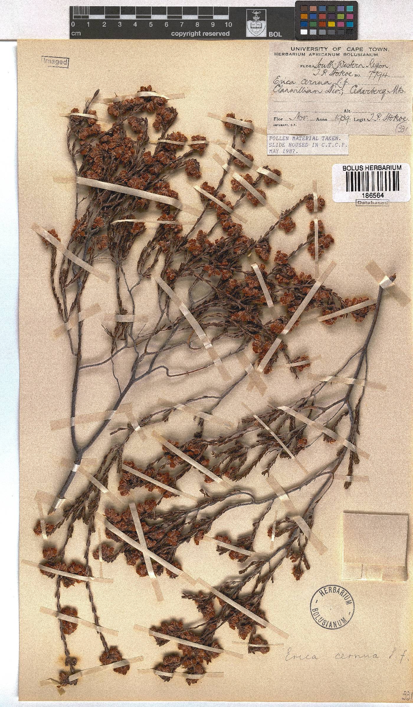 Erica cernua image