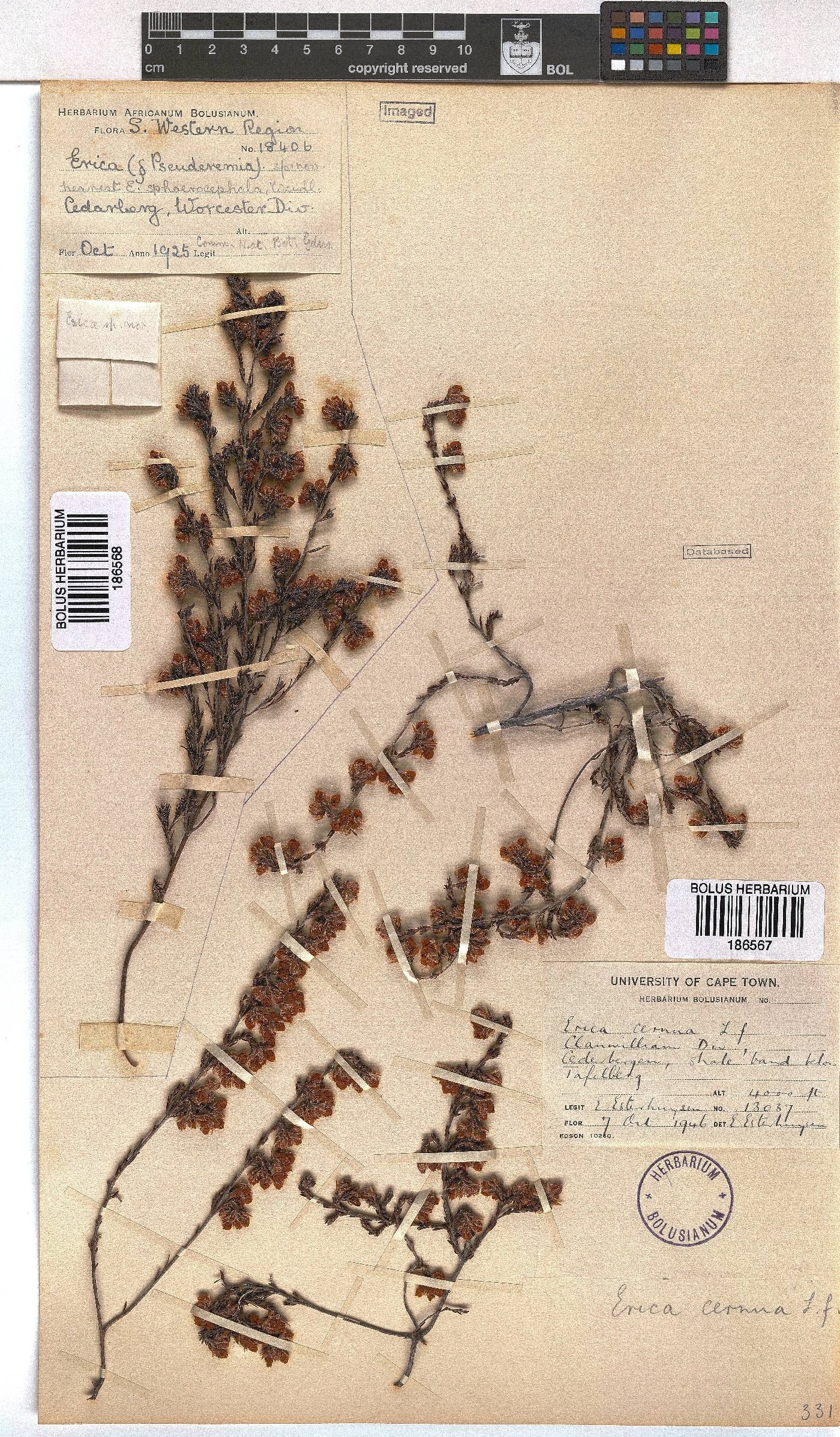 Erica cernua image