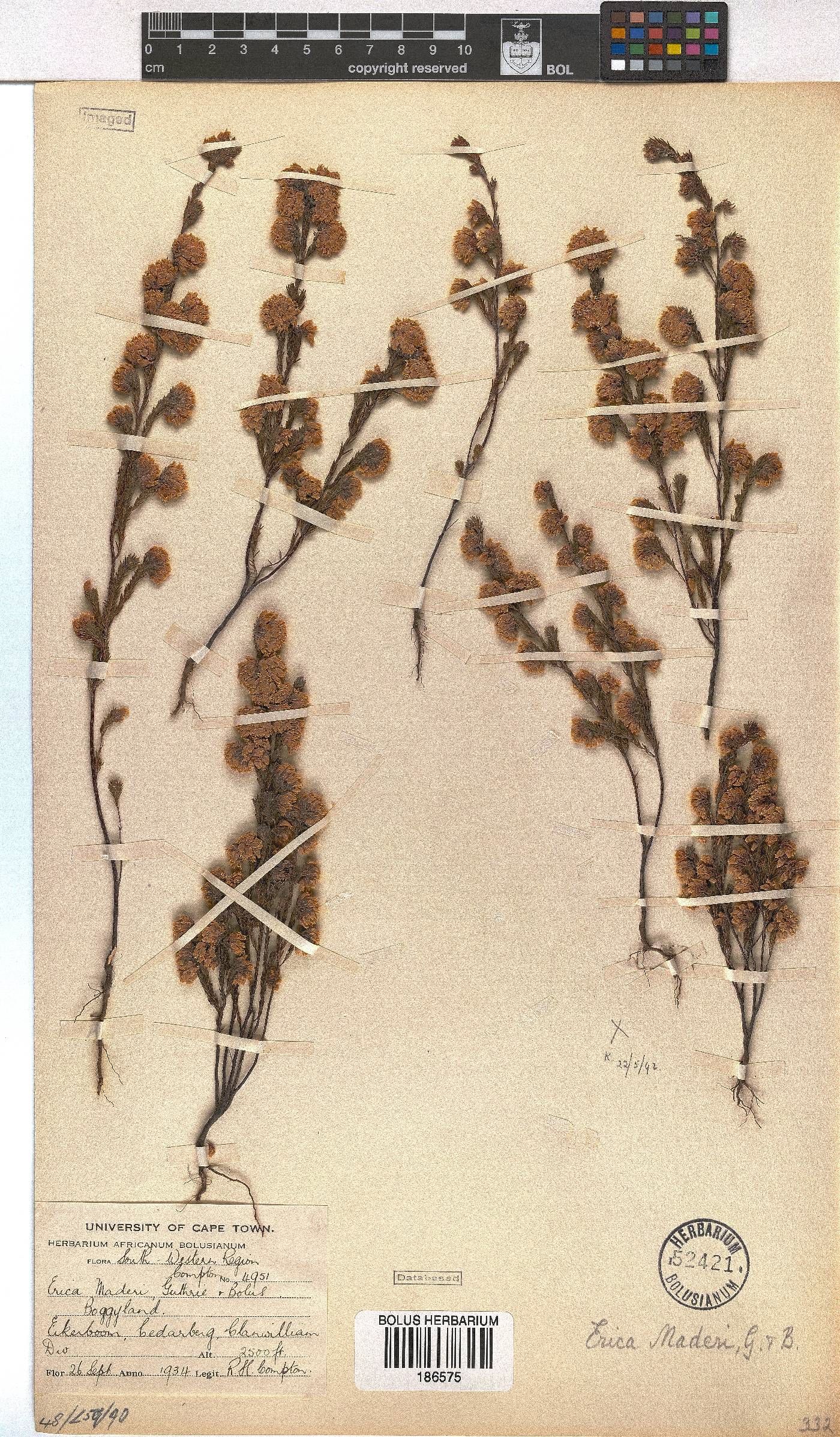 Erica maderi image