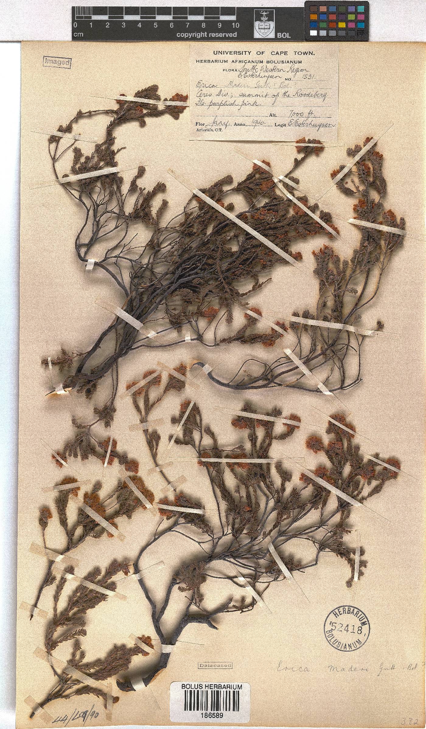 Erica maderi image