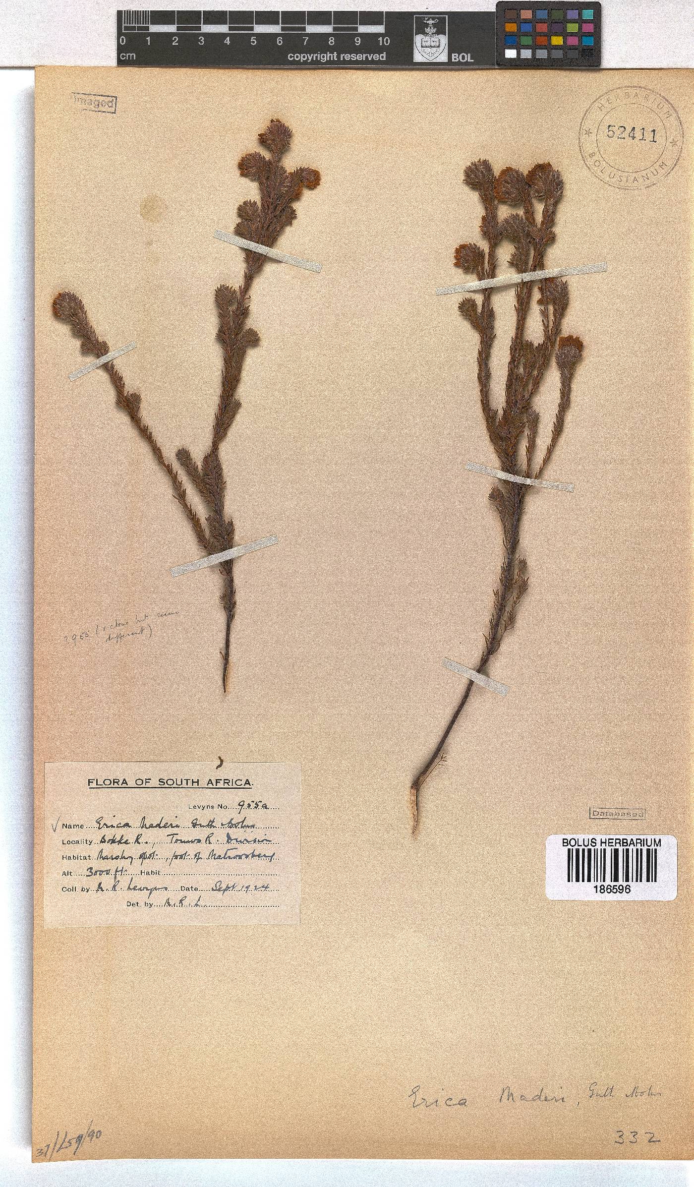 Erica maderi image