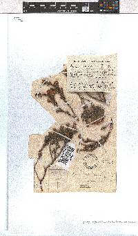 Erica sphaerocephala image