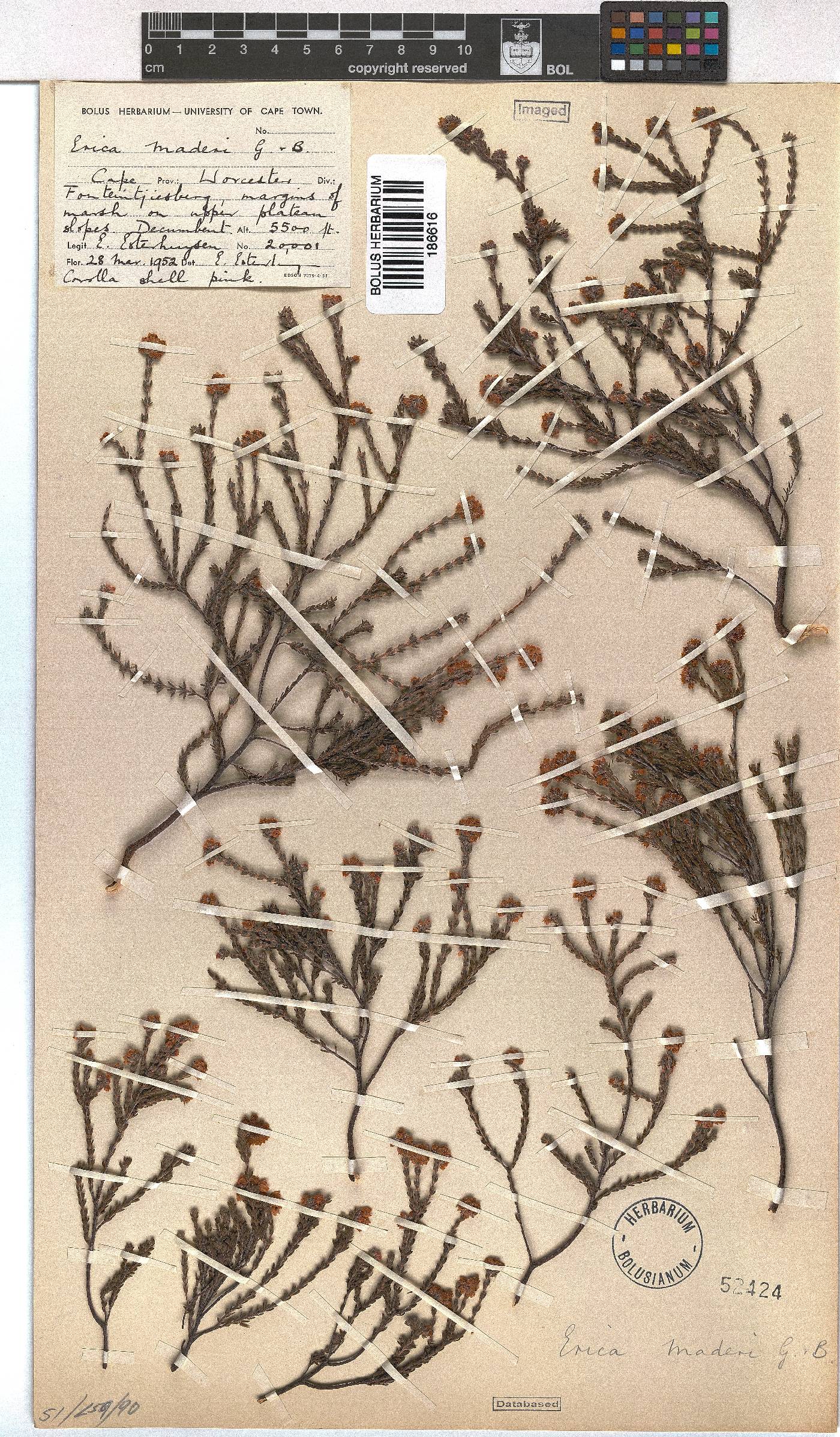 Erica maderi image
