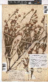 Erica sphaerocephala image