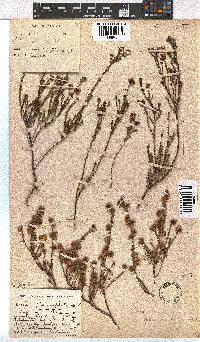 Erica sphaerocephala image