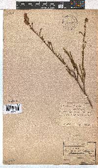 Erica sphaerocephala image