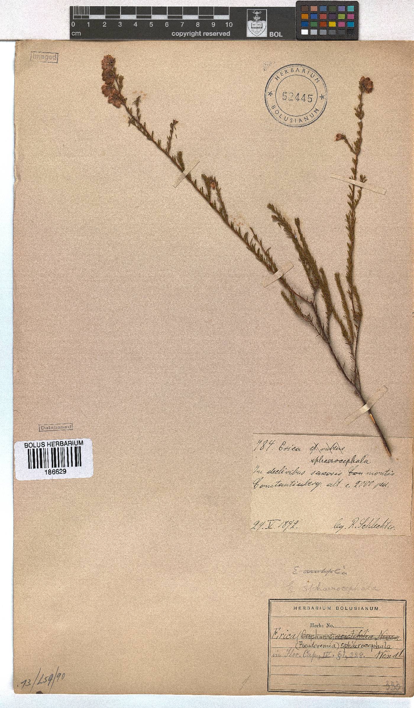 Erica sphaerocephala image