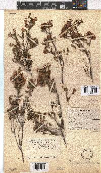 Erica sphaerocephala image