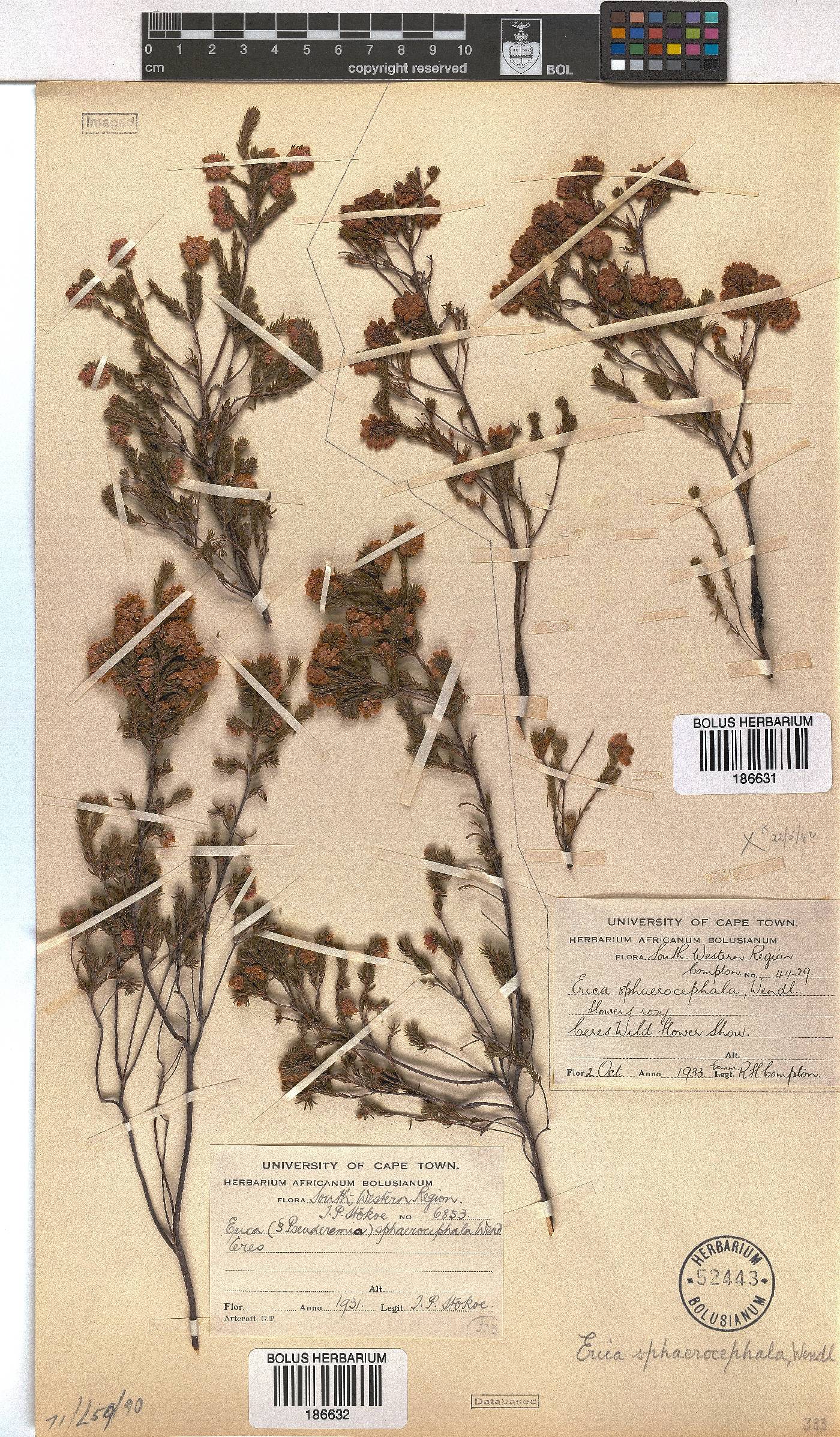 Erica sphaerocephala image