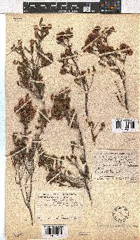 Erica sphaerocephala image