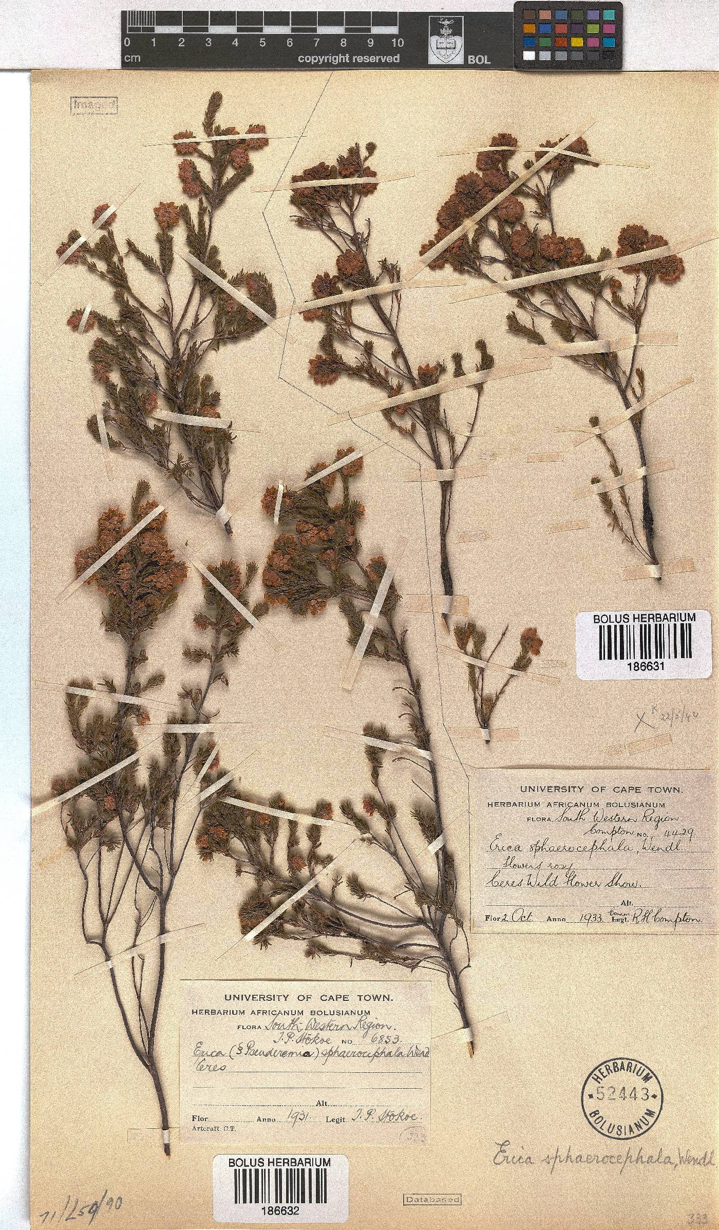 Erica sphaerocephala image