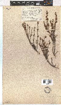 Erica sphaerocephala image