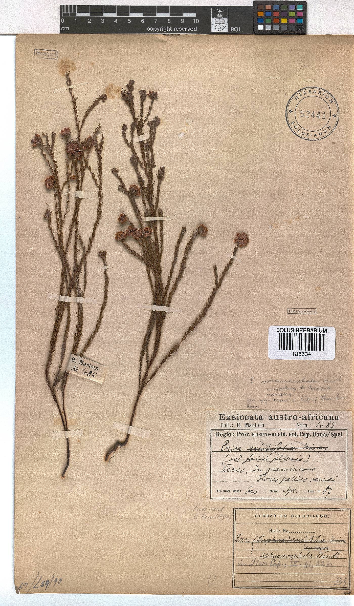 Erica sphaerocephala image