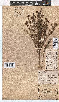 Erica sphaerocephala image