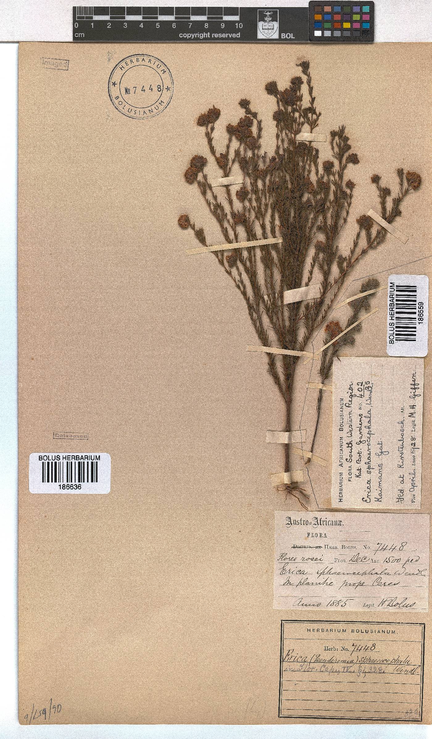 Erica sphaerocephala image