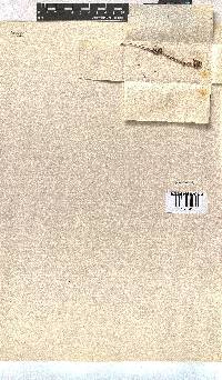 Erica setulosa image