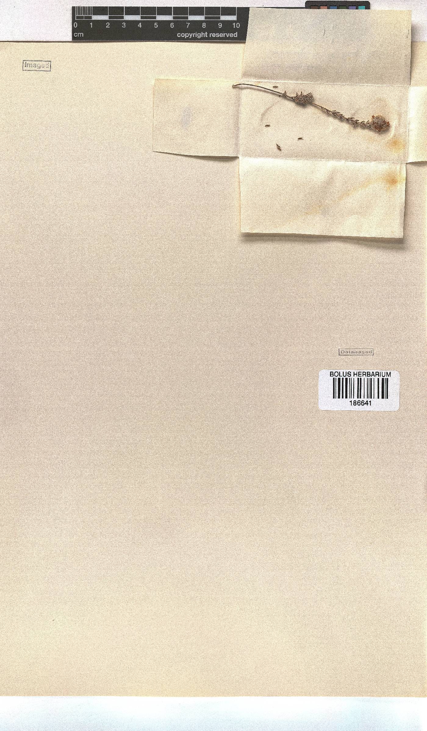 Erica setulosa image