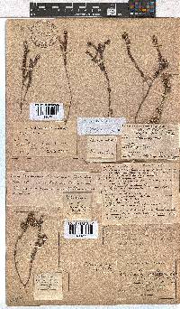 Erica setulosa image