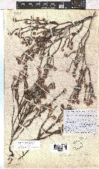 Erica setulosa image