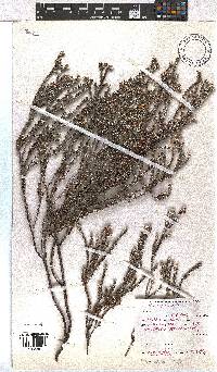 Erica setulosa image