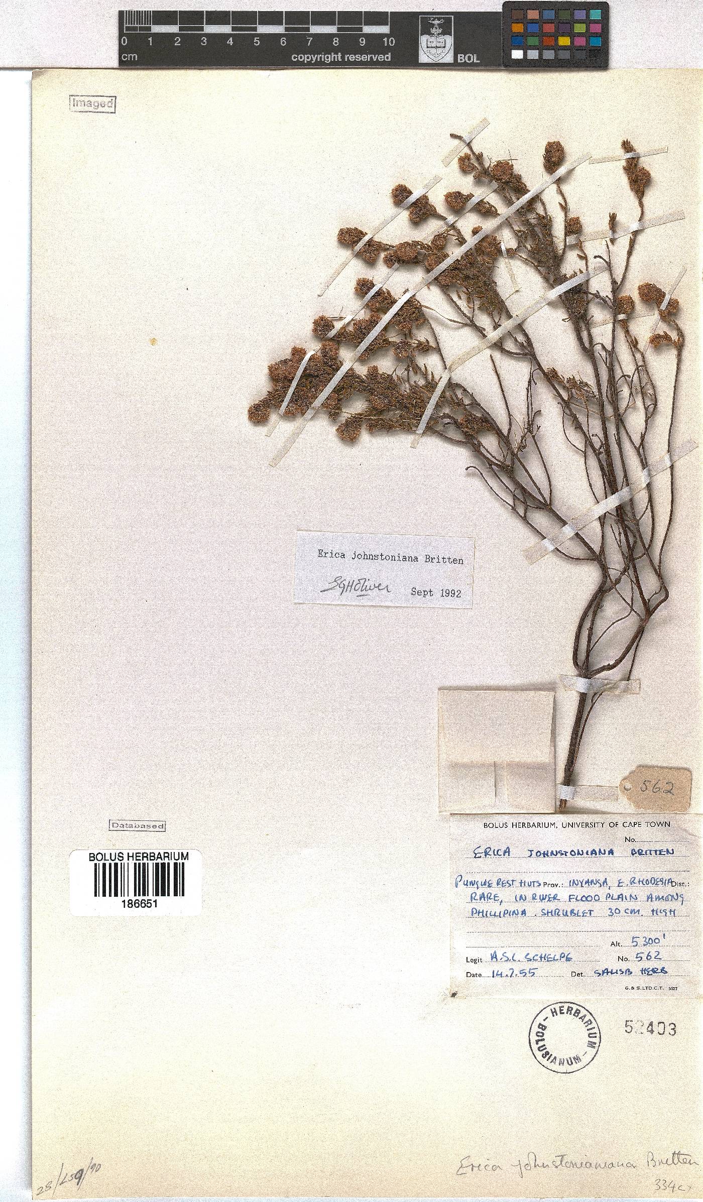 Erica johnstoniana image