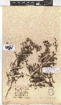 Erica cooperi var. cooperi image