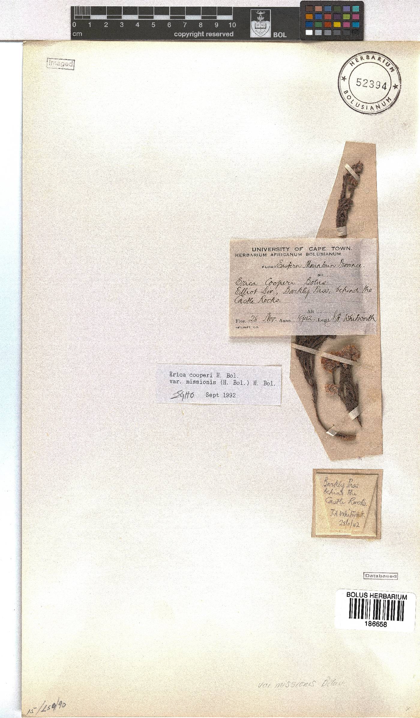 Erica cooperi var. missionis image