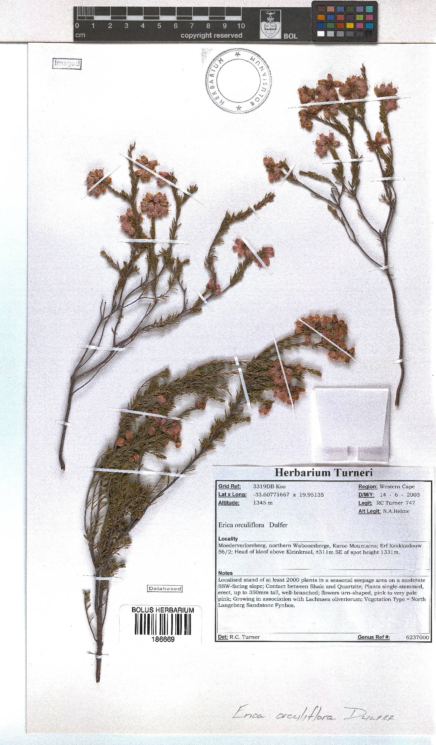 Erica orculiflora image