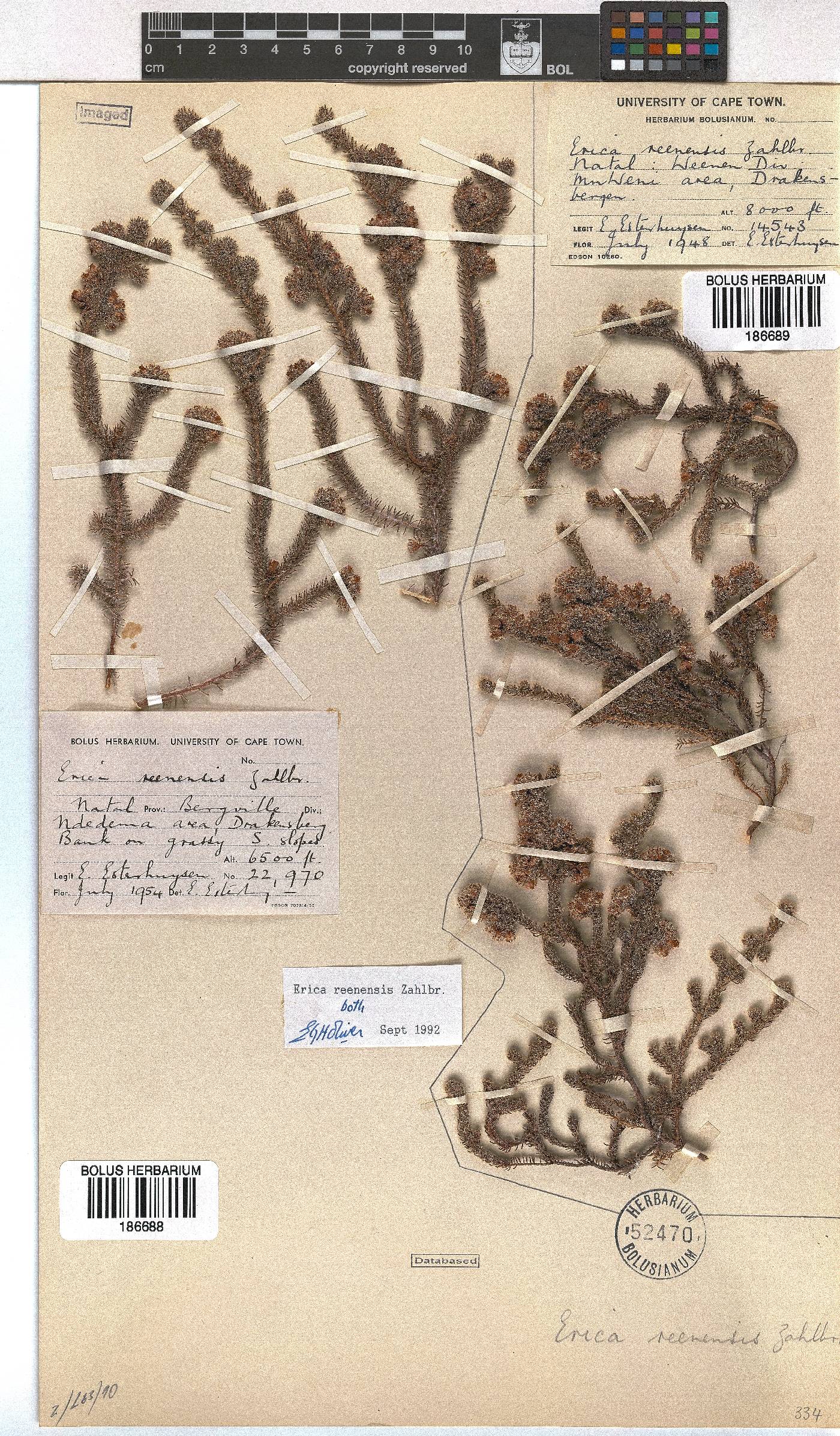 Erica reenensis image