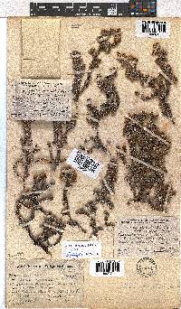 Erica reenensis image