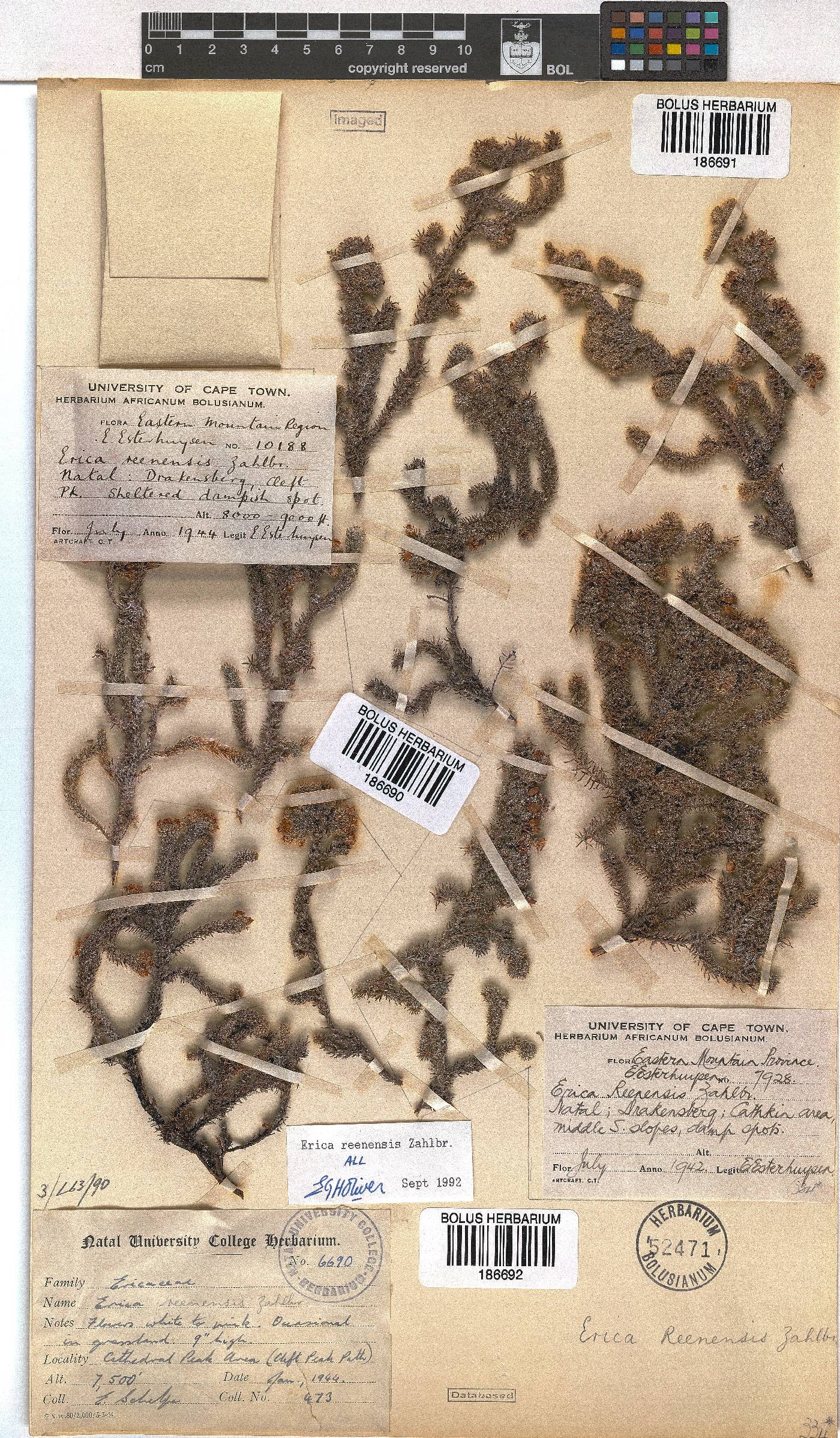 Erica reenensis image