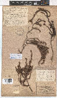 Erica reenensis image