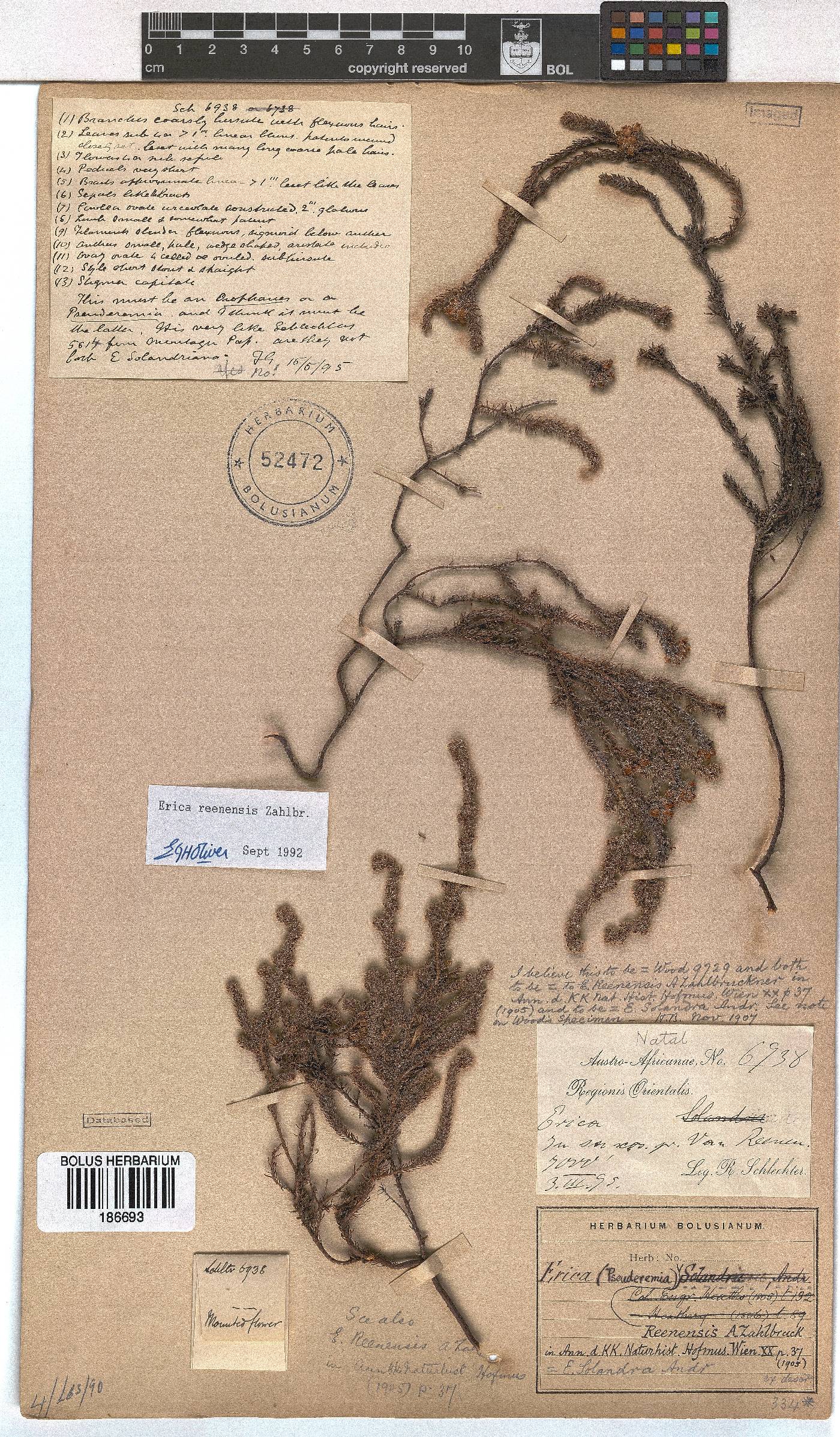 Erica reenensis image