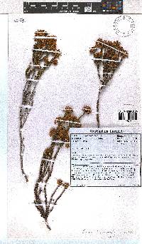 Erica bruniifolia image