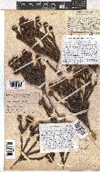 Erica bruniifolia var. barbigera image