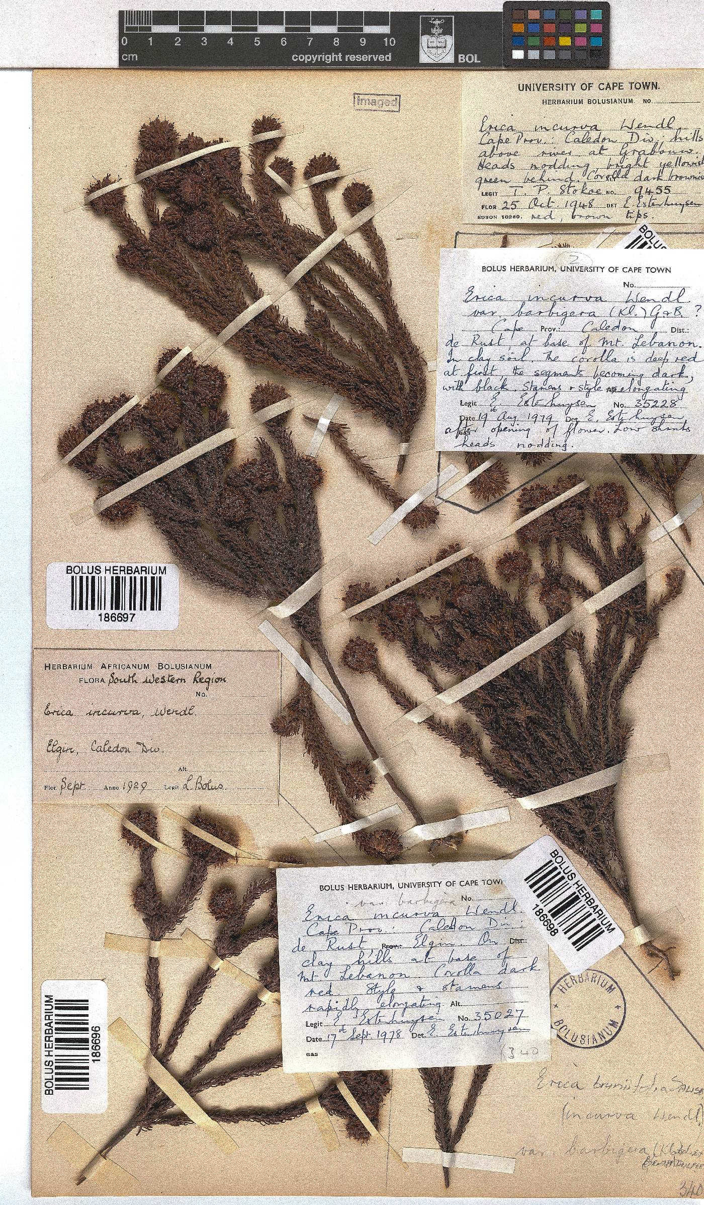 Erica bruniifolia var. barbigera image