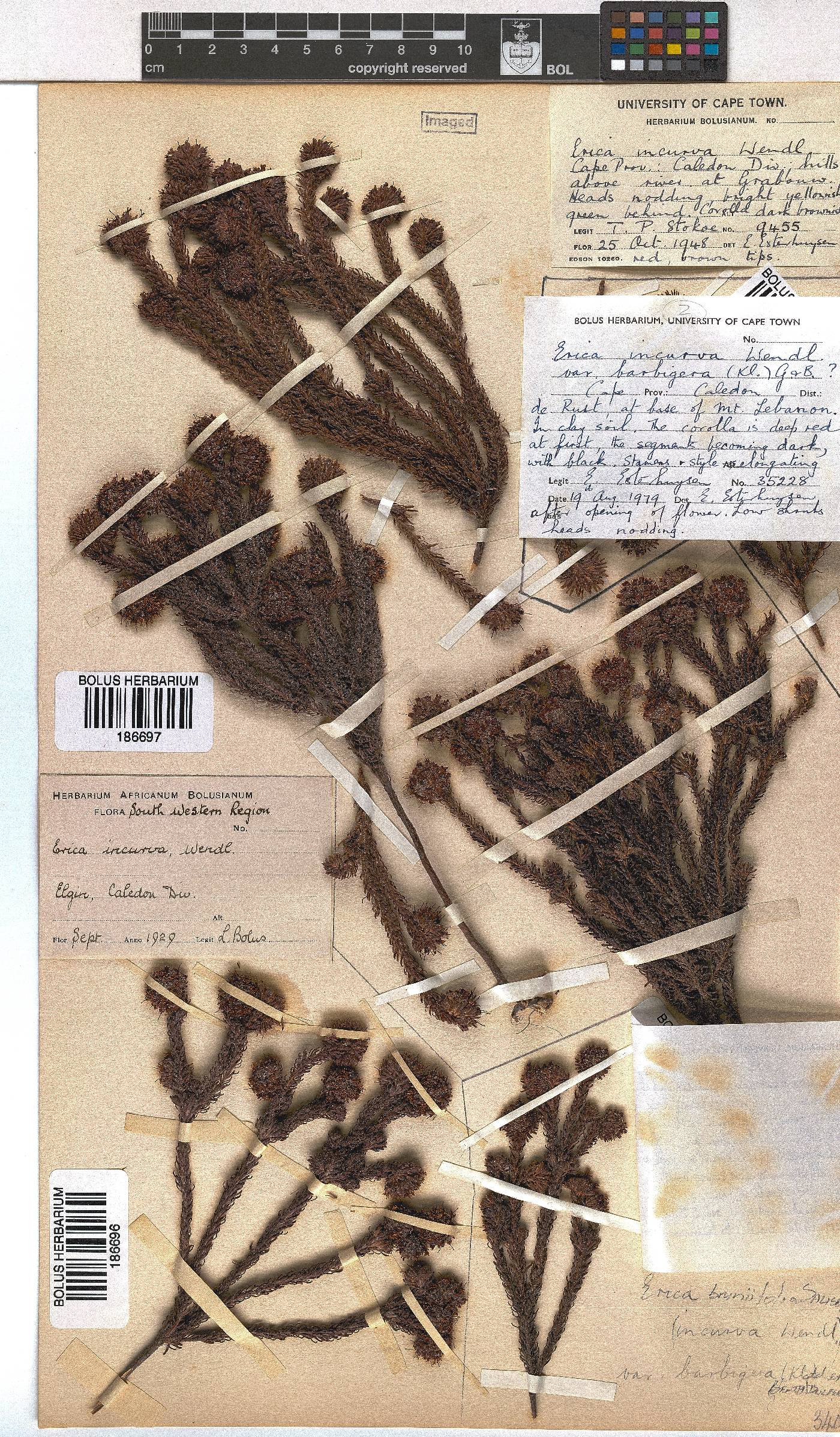 Erica bruniifolia var. barbigera image