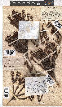 Erica bruniifolia var. barbigera image