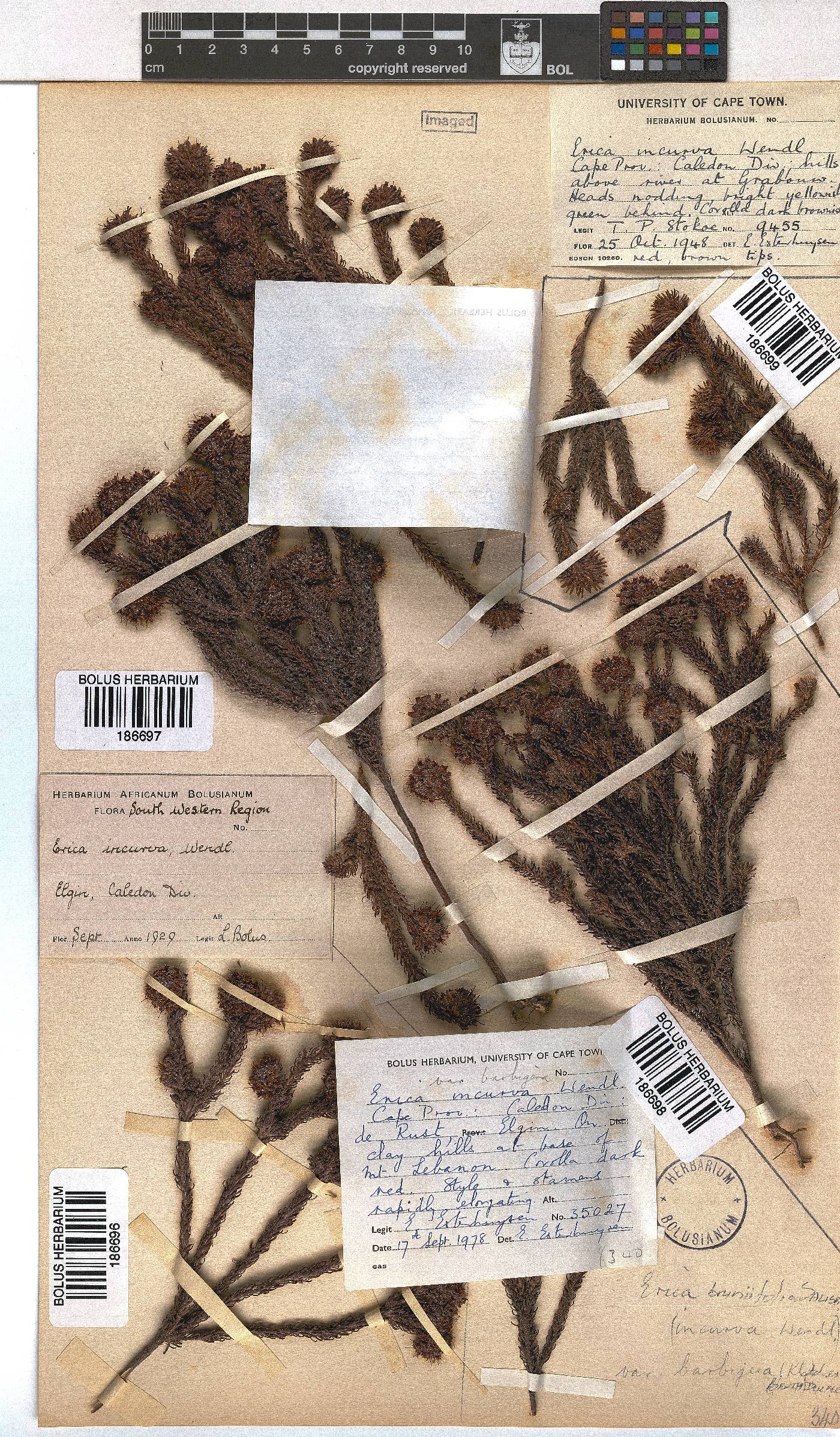 Erica bruniifolia var. barbigera image