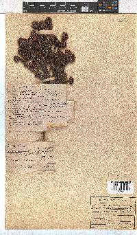 Erica bruniifolia var. barbigera image