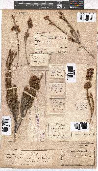 Erica verecunda image